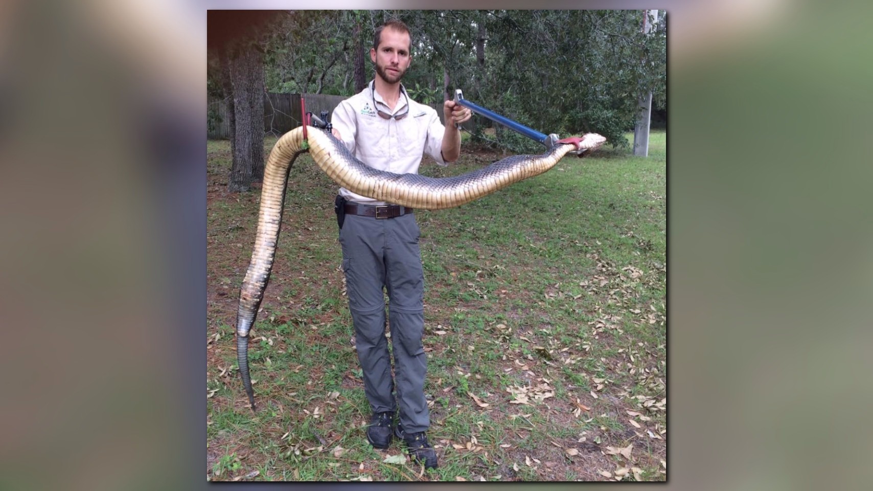Giant water moccasin nabbed in Florida | 11alive.com